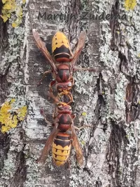 Europese hoornaar [Vespa crabro germana]